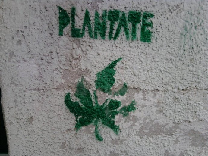 Plantate