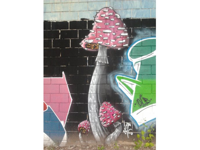 Grafiti - hongos