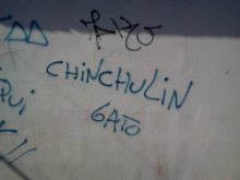 chinchulin gato