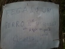 Regalo un perro x que no puedo mas. Gracia